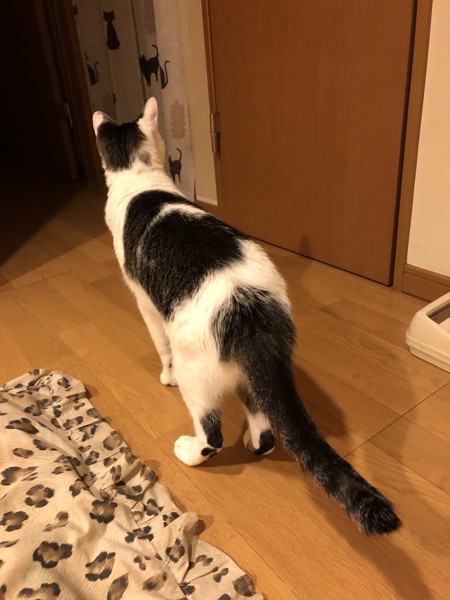 猫 雑種（ミックス） ラブの写真