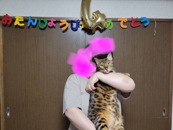 猫 ベンガル Ottoの写真