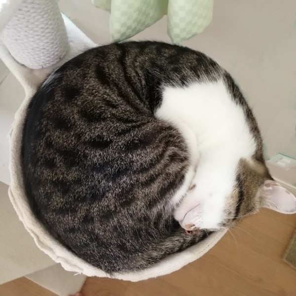 猫 キジシロ もりおの写真