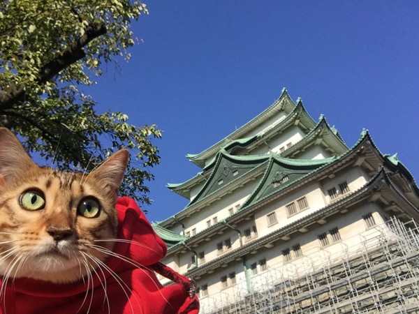 猫 ベンガル ミアの写真