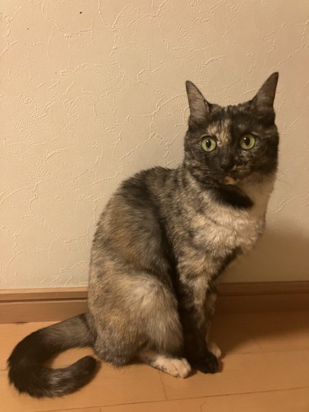 猫 サビ猫 うみの写真