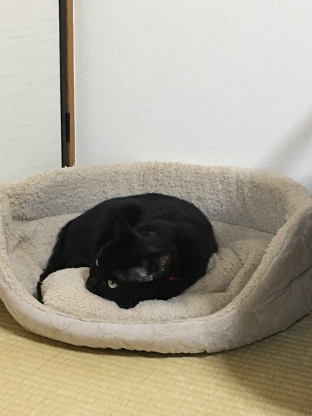 猫 黒猫 風ちゃんとノアちゃんの写真