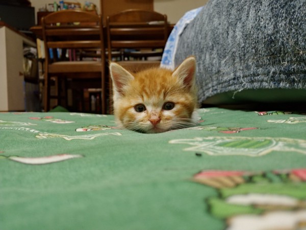 猫 茶白トラ 麺麻(めんま)の写真