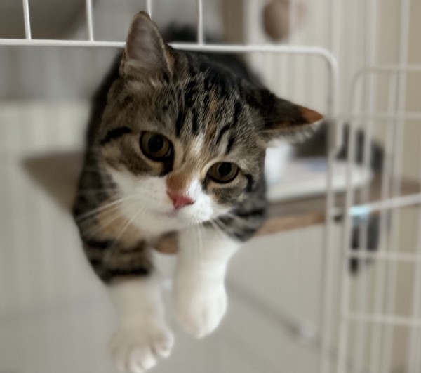 猫 マンチカン ココロの写真