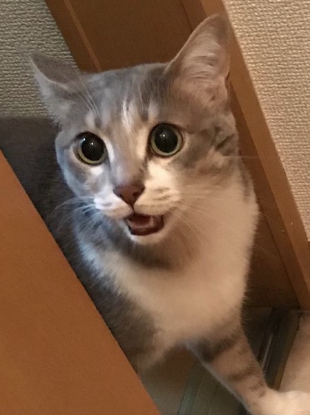 猫 雑種（ミックス） テンの写真