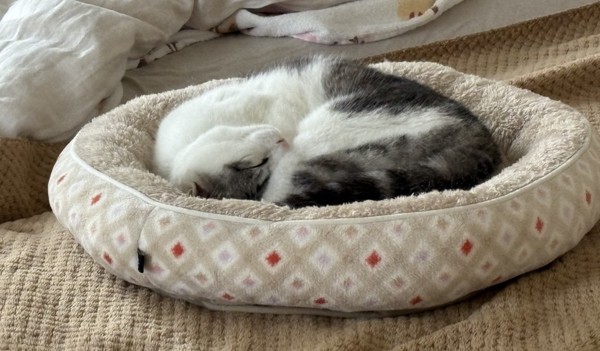 猫 サバシロ もーしゃんの写真