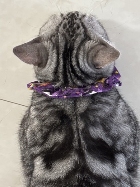 猫 アメリカンショートヘア ぺロちゃんの写真