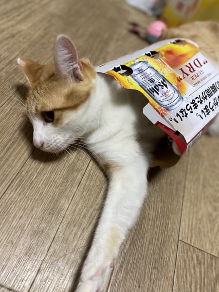 猫 茶白トラ ミモの写真