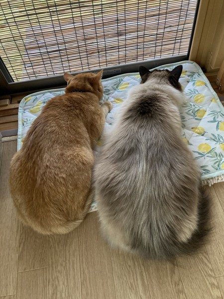 猫 雑種（ミックス） メルとチャオの写真