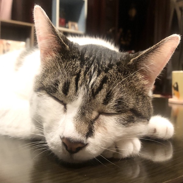 猫 雑種（ミックス） ラブの写真