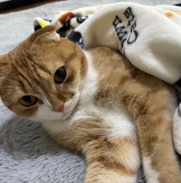 猫 スコティッシュフォールド 颯太の写真