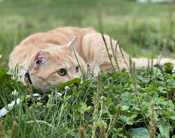 猫 茶トラ がんもの写真