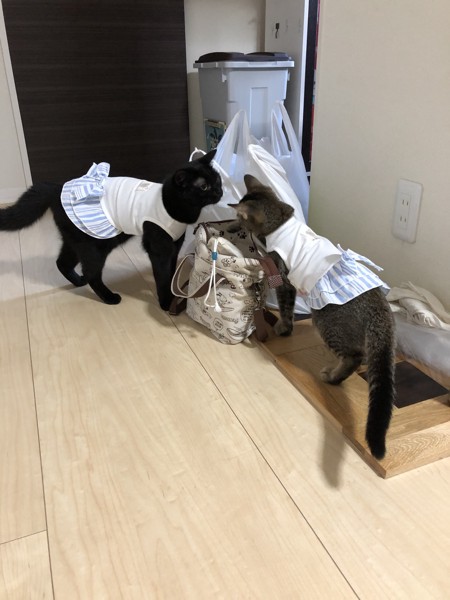 猫 マンチカン くーちゃん&はなちゃんの写真