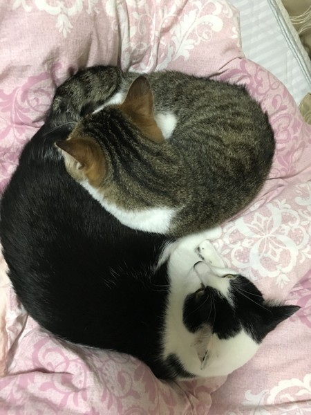 猫 白黒･キジ白 はる＆花月(かげつ)の写真