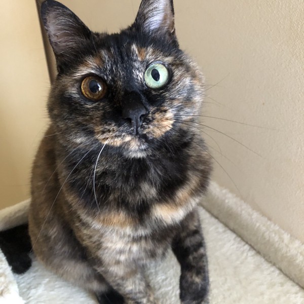 猫 サビ猫 ポンちゃんの写真