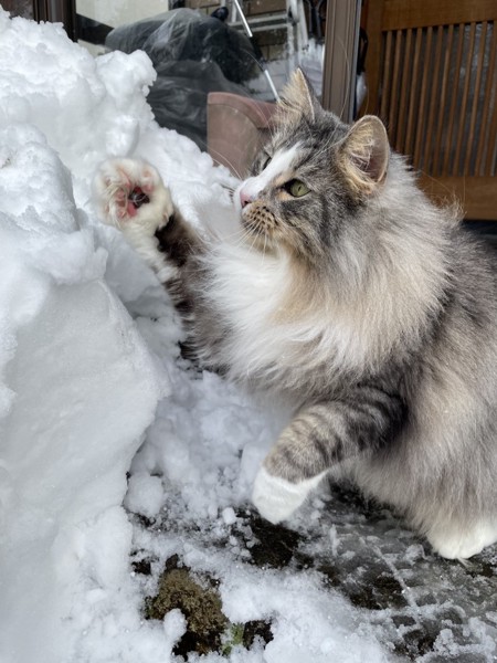 猫 ノルウェージャンフォレストキャット プルの写真