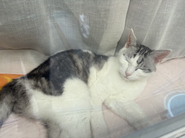 猫 サバシロ もーしゃんの写真