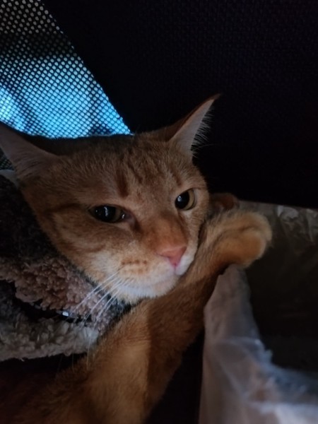 猫 茶トラ りんの写真