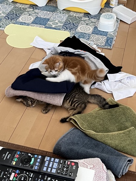 猫 スコティッシュフォールド もも丸とと丸の写真