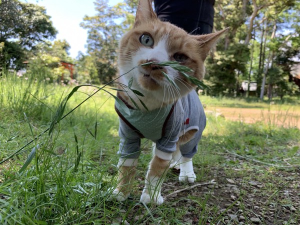 猫 茶トラ 虎徹の写真