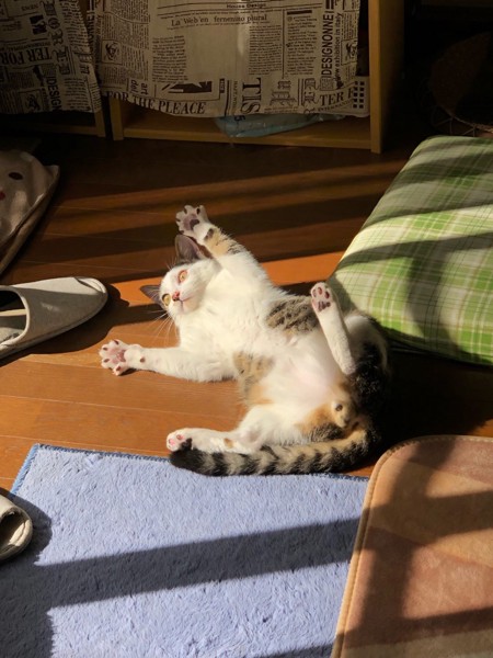 猫 キジ白 くうちゃんの写真