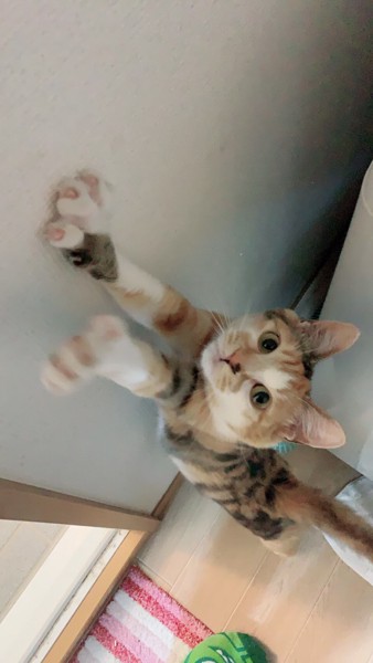 猫 三毛猫 ミーの写真