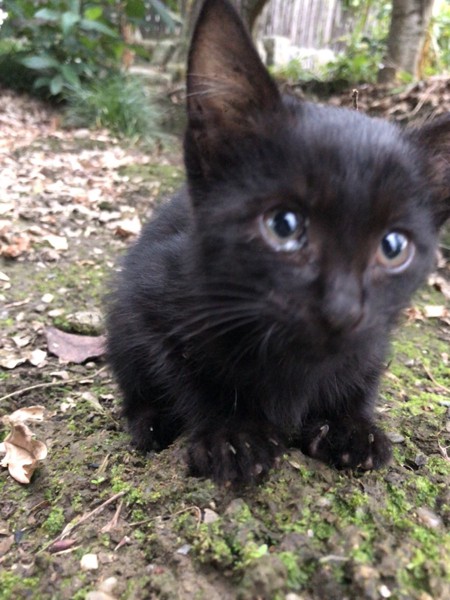 猫 雑種（ミックス） ちびくろの写真