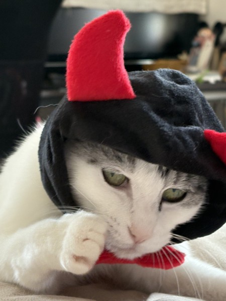 猫 サバシロ もーしゃんの写真