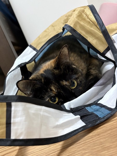 猫 サビ猫 ひなの写真