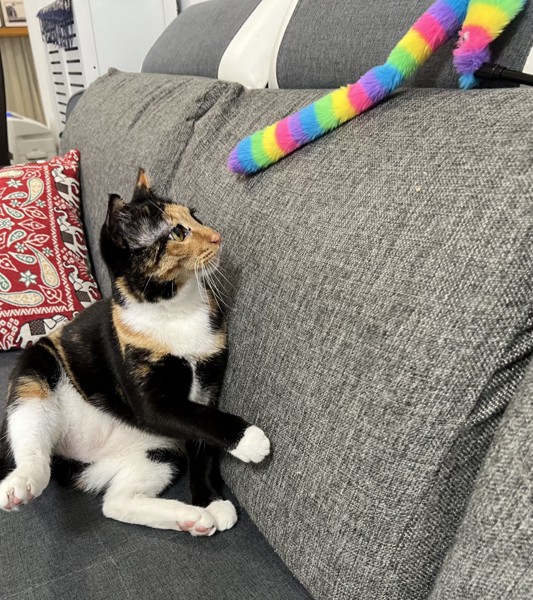 猫 雑種（ミックス） 小麦ちゃんの写真