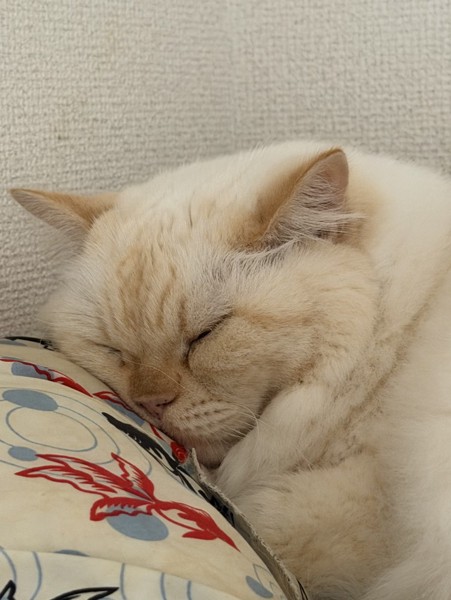 猫 ヒマラヤン ロッキーの写真