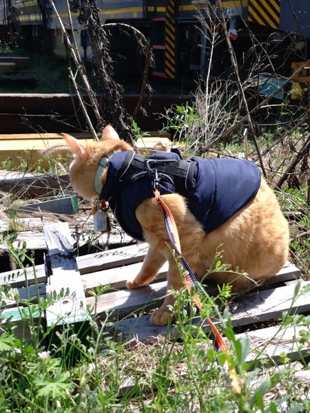 猫 茶トラ りんの写真