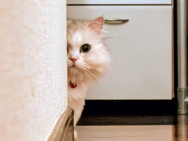 猫 ミヌエット むぎの写真