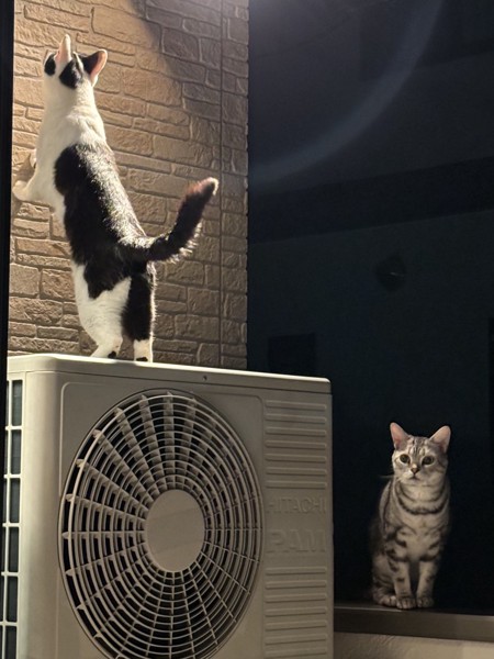 猫 アメリカンショートヘア ぺロちゃんの写真