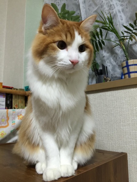 猫 雑種（ミックス） とらくんの写真