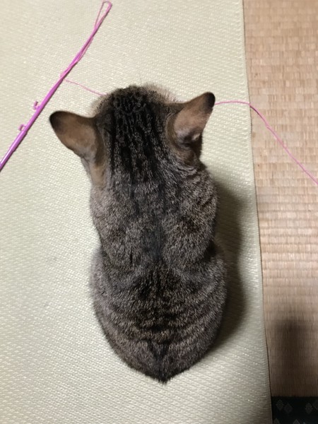 猫 雑種（ミックス） クーちゃんの写真