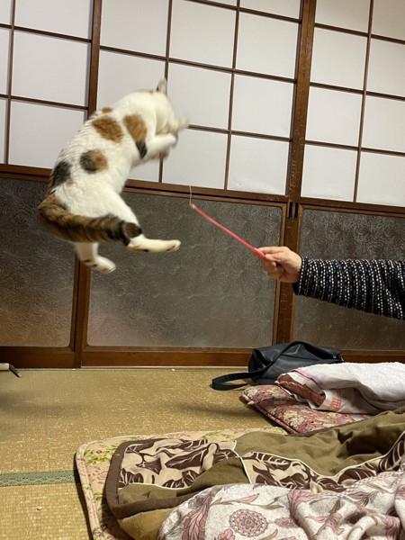 猫 雑種（ミックス） ミィの写真