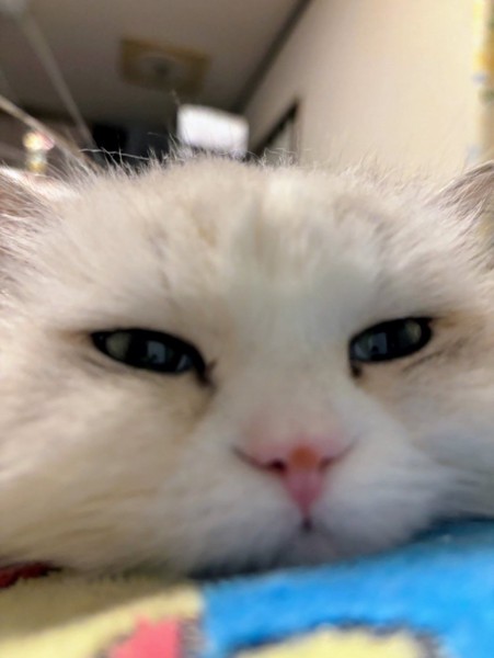 猫 ミヌエット むぎの写真