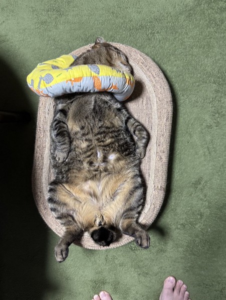 猫 キジトラ キラの写真