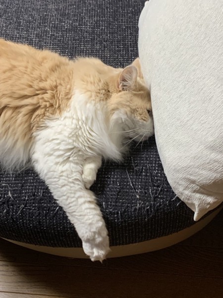 猫 マンチカン ここの写真