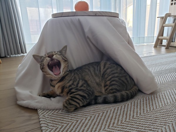 猫 キジトラ ふくの写真