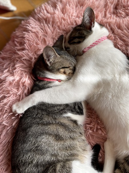 猫 日本ネコ 凛音　風花の写真