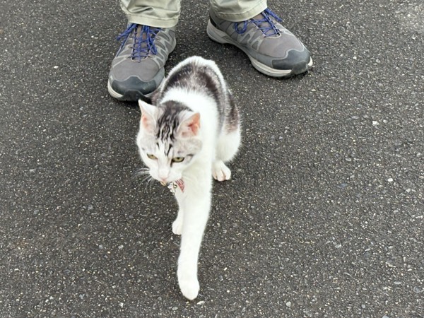 猫 サバシロ もーしゃんの写真