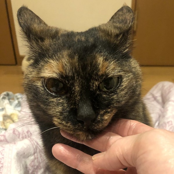 猫 サビ猫 ポンちゃんの写真