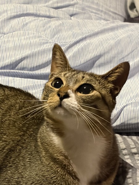 猫 キジトラ 桃の写真