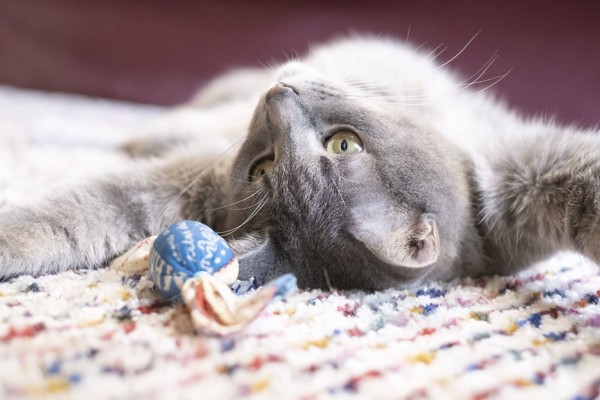 猫 雑種（ミックス） なつの写真