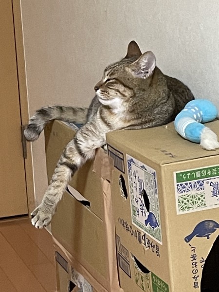 猫 キジトラ こいたろうの写真