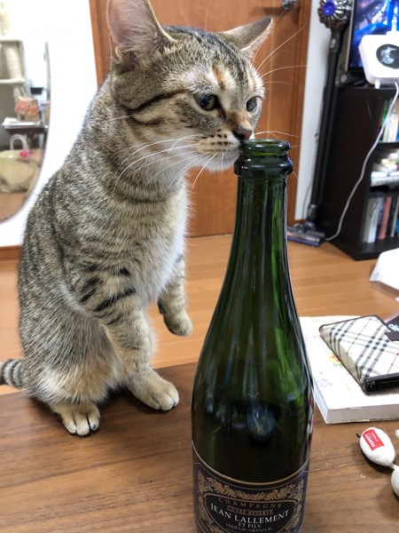 猫 マンチカン どんたんの写真