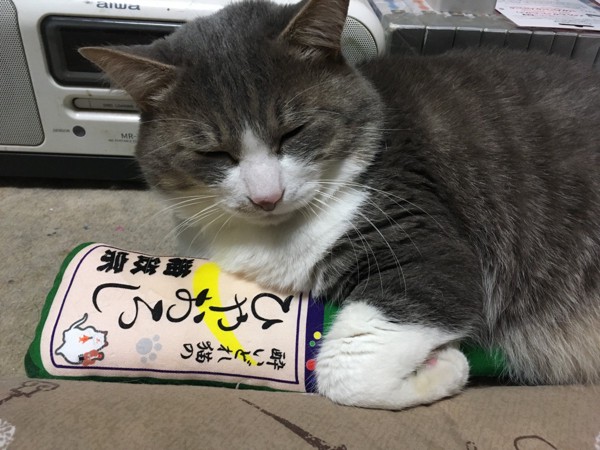 猫 和猫MIX ニールの写真