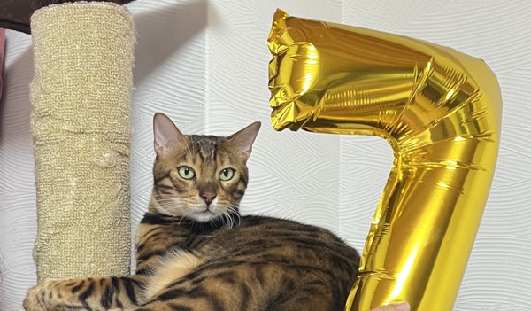 猫 ベンガル Ottoの写真